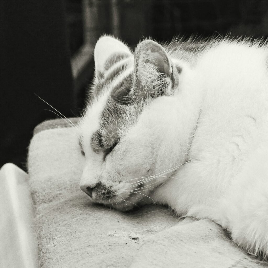 come funziona la cremazione degli animali