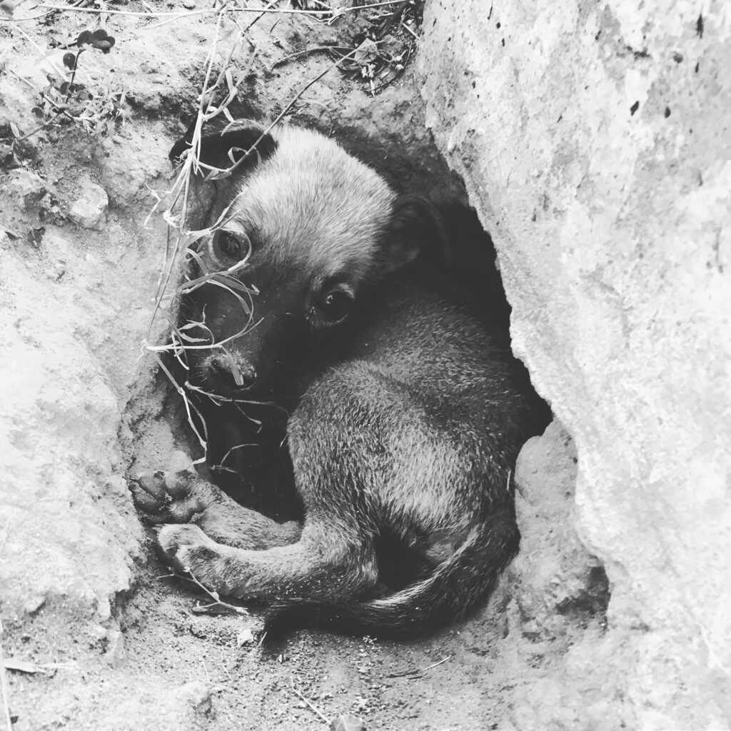 cosa fare quando muore un animale domestico