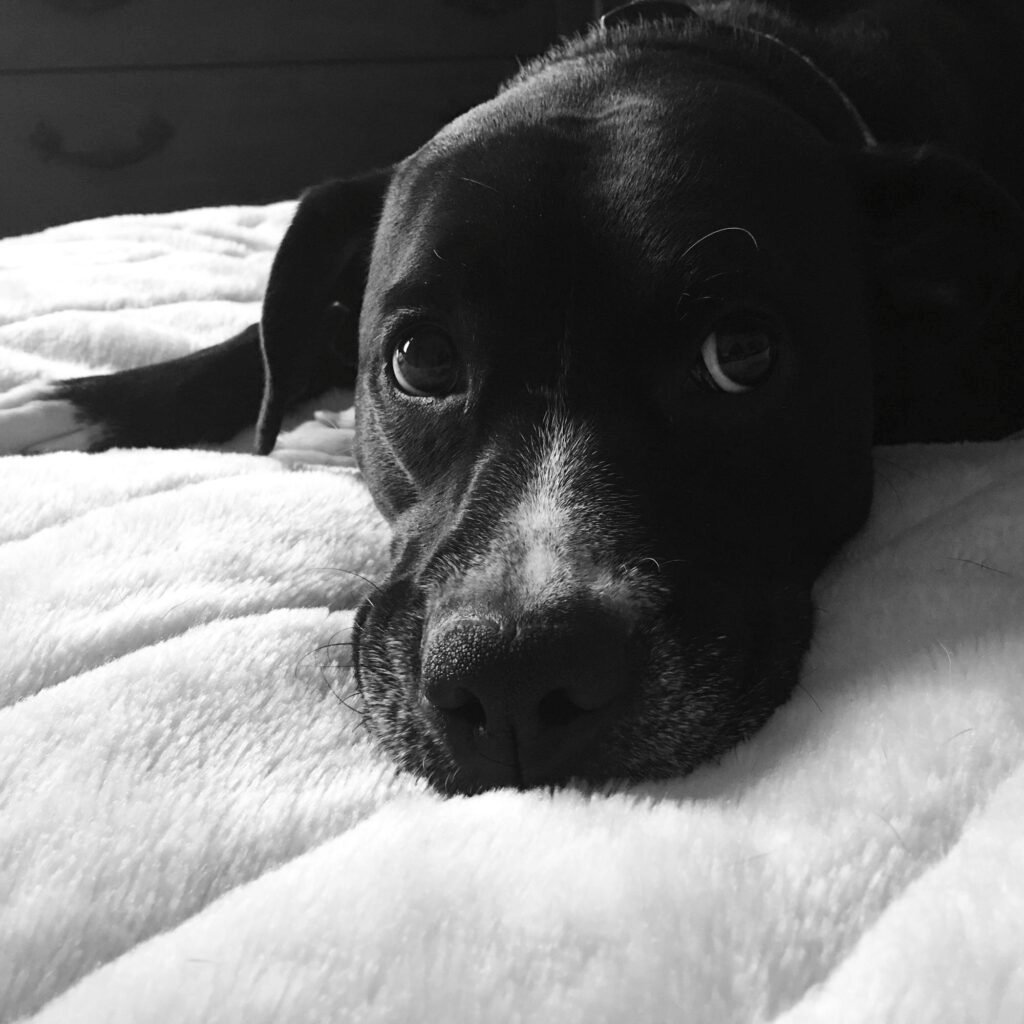 costi cremazioni animali