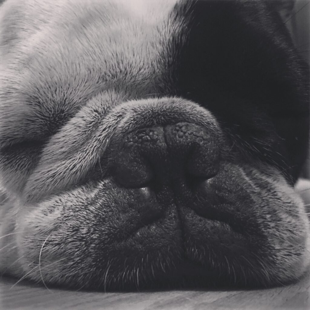 cremazione animali singola collettiva milano