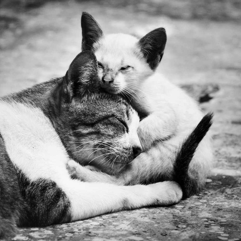 il ruolo degli animali domestici nella società