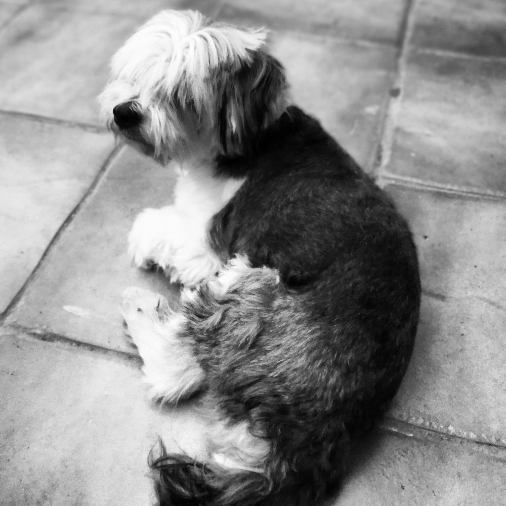 Sepoltura degli animali domestici